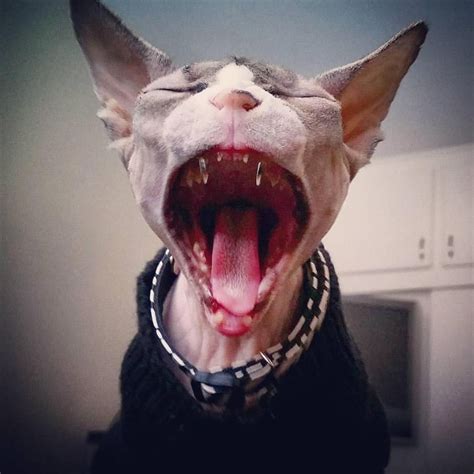 Pin By Penelope On Rex Cornish Et Sphynx Hairless Cat Pretty Cats