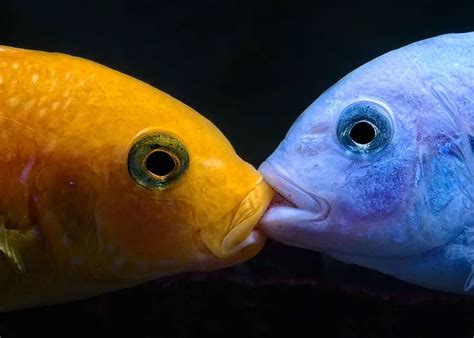 Fish Kissing