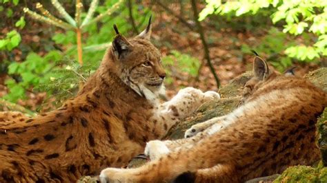 The Lynx Europes Largest Wildcat In The Nationalpark Bayerischer Wald