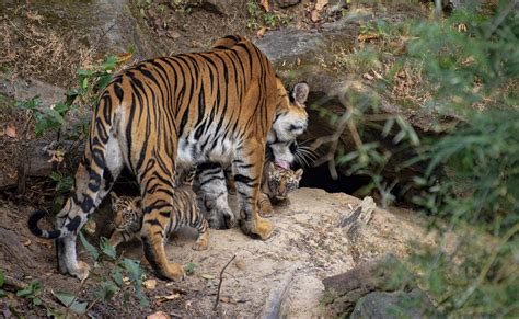 Fotógrafo captura momento en que cachorros de tigre recién nacidos