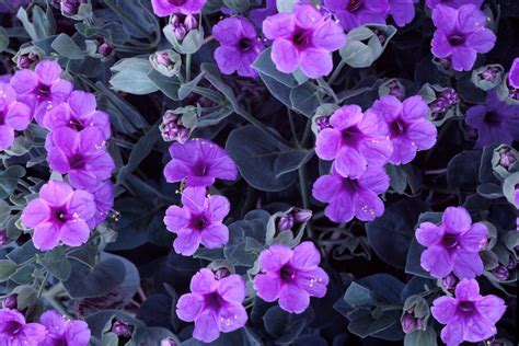 59 Pink And Purple Flower Backgrounds On Wallpapersafari