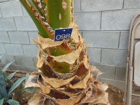 The palm tree roots system does not have long and deep taproots like most. 098: 3ft Mexican Palm « Affordable Tree Service, Las Vegas, NV