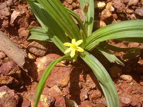 Incidence of vaginal candidiasis in leucorrhoea patients in k. Curculigo orchioides - Alchetron, The Free Social Encyclopedia