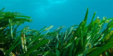 10 Exotic Underwater Plants