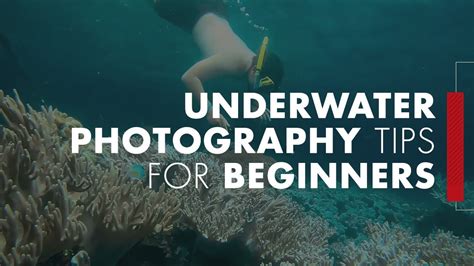 A Beginners Guide To Underwater Photography Tips In Video 58 Youtube
