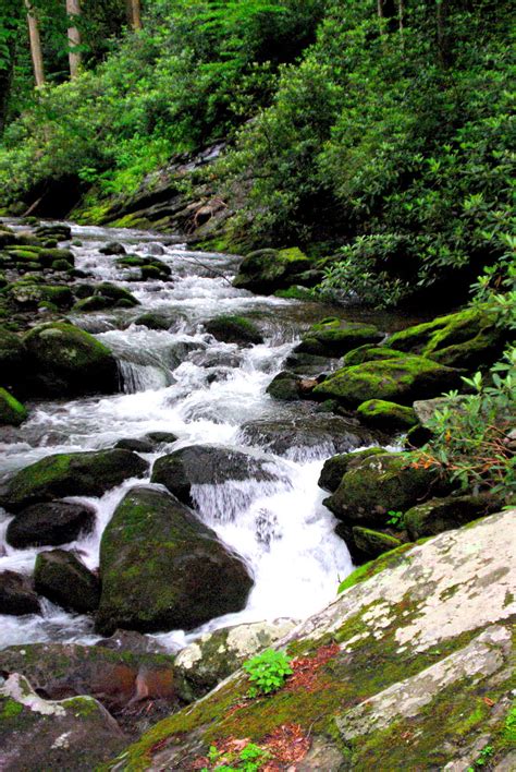 1290x2796px 2k Free Download Nature Rivers Stones Bush Flow