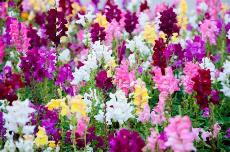 16 Stunning Perennial Flowers That Bloom All Summer Easy To Grow