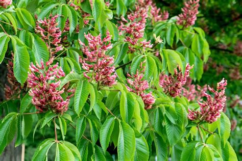 Flowering Red Horse Chestnut Tree Close Up Stock Image Image Of