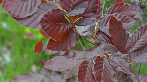 Copper Beech Trees Available At Highland Hill Farm We Sell Youtube