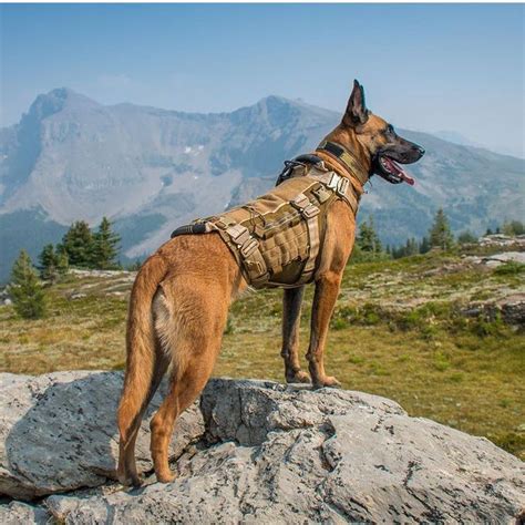Beautiful Photo Of Handsome Belgian Malinois Wearing An Mkt Vest By Cerberus K9 Solutions Inc