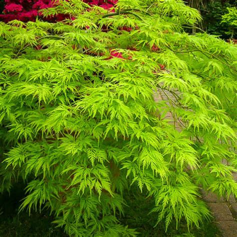 Japanese Maple Green Weeping Filigree 12 Pot Hello Hello Plants