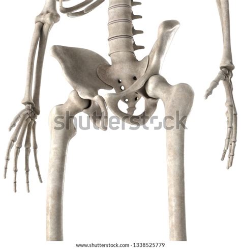 3d Render Male Skeleton Hips Stock Illustration 1338525779 Shutterstock