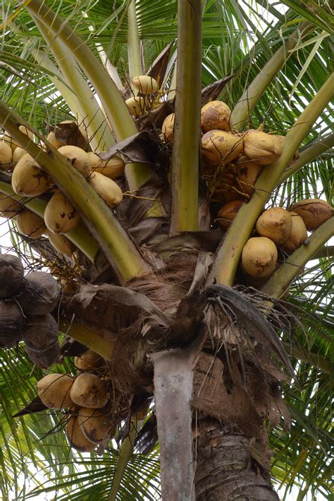 Gambar Akar Serabut Pohon Kelapa - AKARKUA