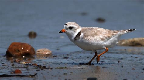 Record Number Of Piping Plovers Nesting At Maine Beaches