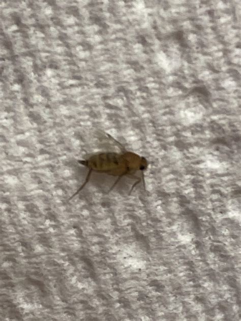 These Small Flying Bugs Have Started Appearing In My Apartment Texas