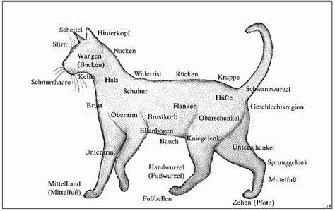 Anatomie Der Katze Paracelsus Die Heilpraktikerschulen