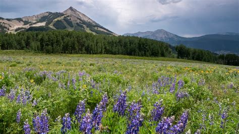 Going To Crested Buttes Wildflower Festival Heres Everything Youll