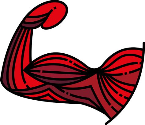 Muscles Clipart Anatomical Muscles Anatomical Transparent Free For The Best Porn Website