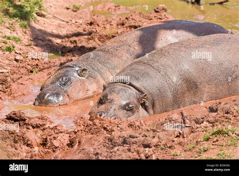 Hippo Mud High Resolution Stock Photography And Images Alamy