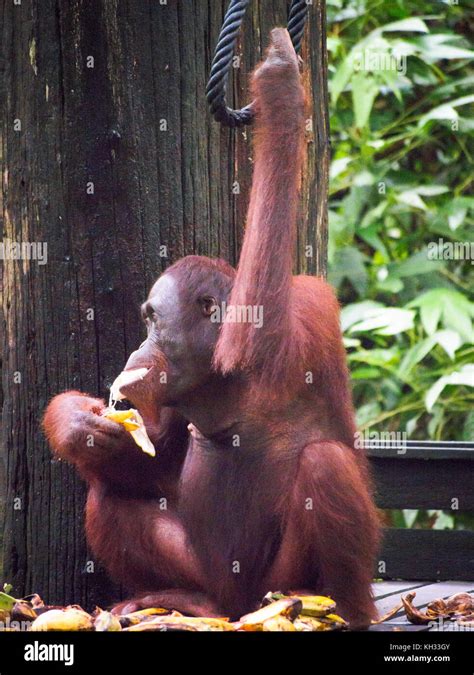 Male Bornean Orangutan Pongo Pygmaeus At Feeding Platform At