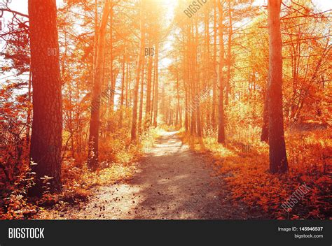 Forest Sunny Autumn Image And Photo Free Trial Bigstock