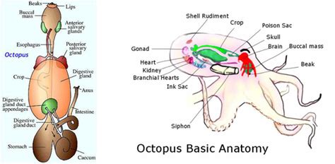 Octopus (Octopus vulgaris) - Digestive System Phyla