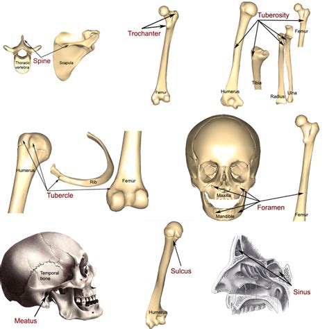 Learn and master human anatomy on kenhub. Bone markings, processes, and cavities | Human Anatomy and ...