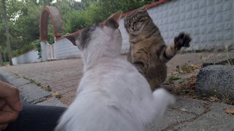 Cats Slapping Each Other Because They Dont Get Along Youtube