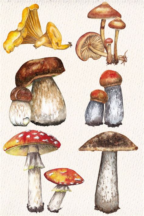 Woodland Mushroom Clipart Watercolor Individual Elements Png 1443943