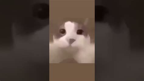 Cat Kissing Camera Meme Template Youtube