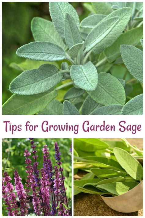 Home / general gardening / a handy guide to take good care of sage plants Sage Plant Care - Tips for Growing Garden Sage