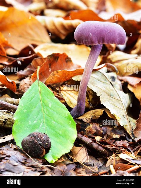 Purple Autumn Fruiting Fungi And Leaves Stock Photo Alamy
