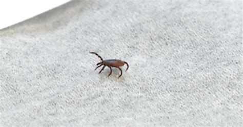 Experts Warn Of Deadly Tick Borne Powassan Virus Cbs News