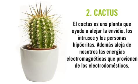 Los cactus o suculentas son un tipo de plantas que forman parte de la familia de las cactáceas. 10 plantas que actúan de imán para la energía positiva