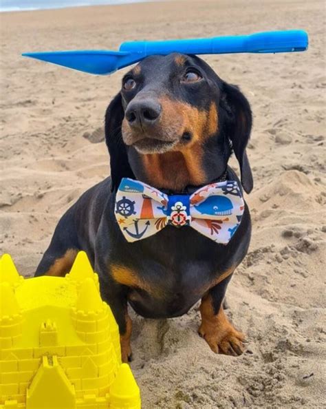 Harlso The Balancing Hound Can Balance Anything On His Head Dog Dispatch