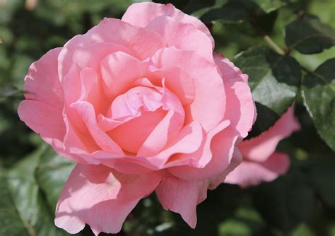 Rose Rosa Foglie Di Ramo Foto Gratis Su Pixabay