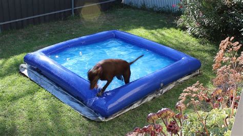 Dog Swimming In Blow Up Pool Swimming Pool