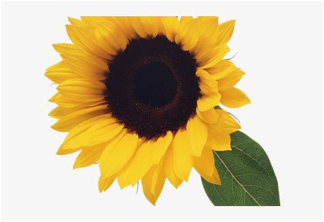 Free Clip Art Sunflowers Dromgai Sunflowers On Transparent Clip Art
