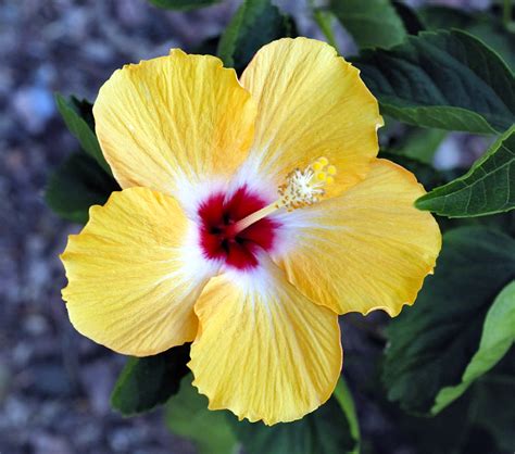 D200 0002 Ef Yellow Hibiscus Yellow Hibiscus Flower Ph Flickr