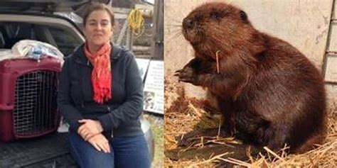Woman Drives 9 Hours To Save Sick Beaver Who Lost His Mom The Dodo