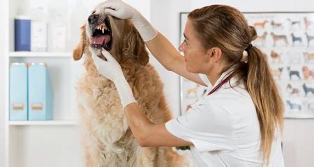 For example, a traditional repair can. 6 Things Every Dog Owner Should Know About Dental Care ...