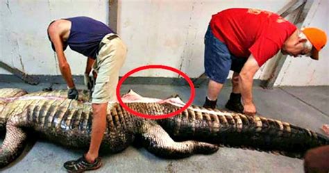 The Hunt To Catch Him Took Hours And This Reptile Could Set The Record For The Largest