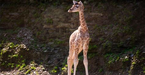 Baby Giraffe 9 Facts And 9 Pictures A Z Animals