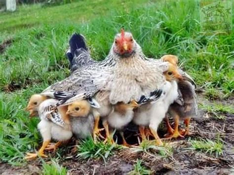 Maybe you would like to learn more about one of these? Maria da Graça on Twitter | Animals, Animals beautiful ...