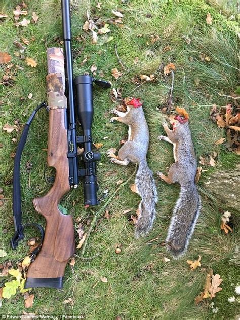 Vigilantes Slammed For Images Of Mutilated Grey Squirrels