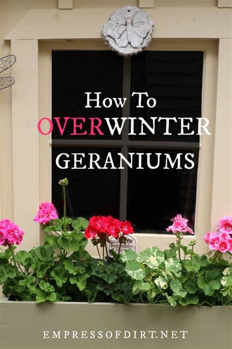 4 Easy Ways To Overwinter Geraniums Empress Of Dirt