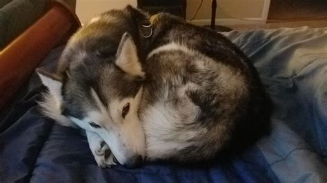 Does Anyone Elses Husky Love Laying In A Little Ball Adorable Rhusky