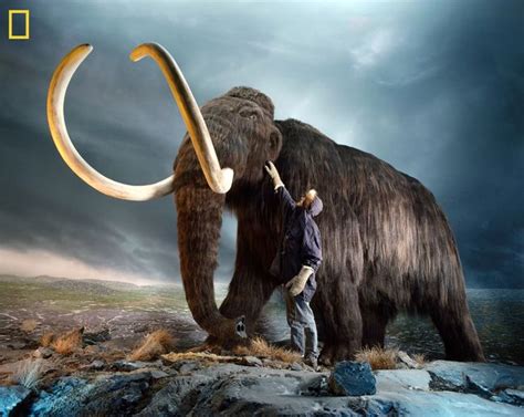 Humans Blamed For Extinction Of Mammoths Mastodons And Giant Sloths