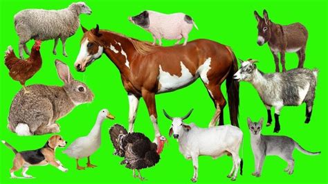 Learn Farm Animals Name And Sound For Children Farm Animals In Real Li