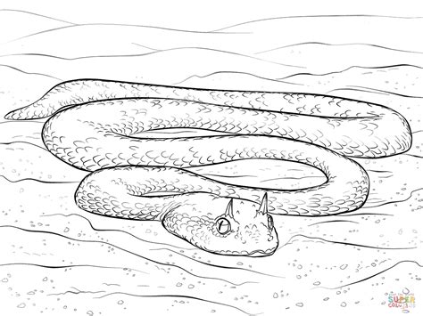 Download Gaboon Viper coloring for free - Designlooter 2020 👨‍🎨